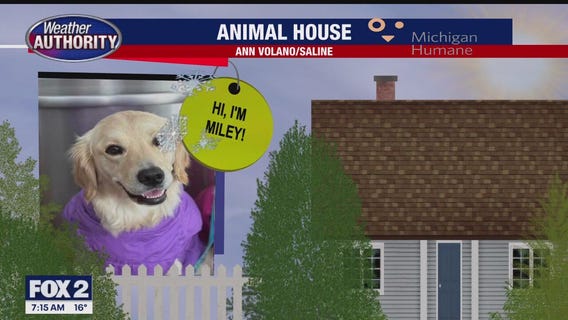 Welcome Miley, Ms Fancy, Trixie & Pixie