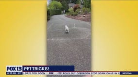 Pet Tricks for Wednesday, July 19