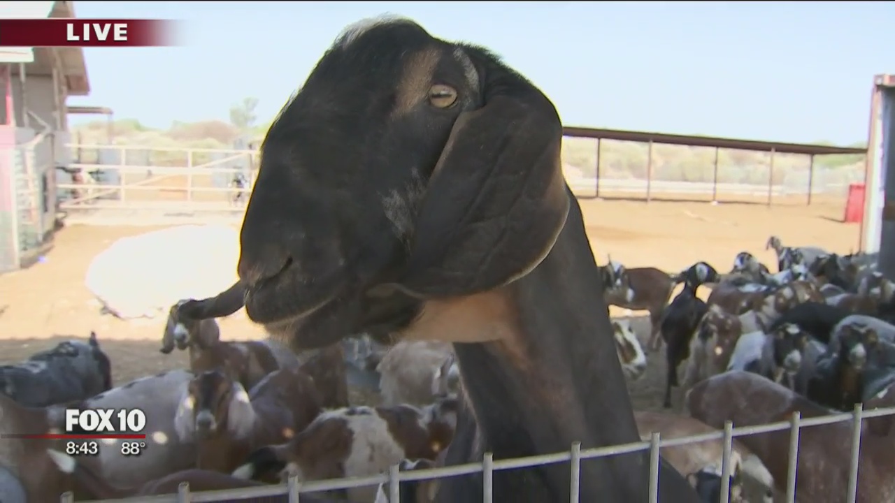 Cory's Corner: Crow's Dairy