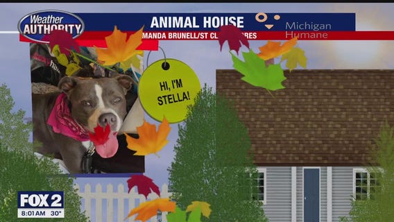 Welcome Stella, Flash, Leo & Sheba