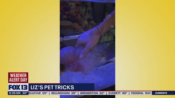 Liz's Pet Tricks for Friday, November 4