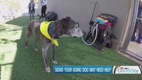 Signs your older dog may need a little help