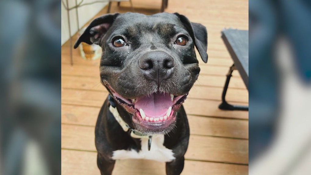 Meet Fitness Mom and Janie: Our Pets of the Day