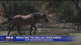 State, feds reach agreement on Salt River horses protection