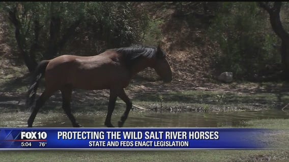 State, feds reach agreement on Salt River horses protection