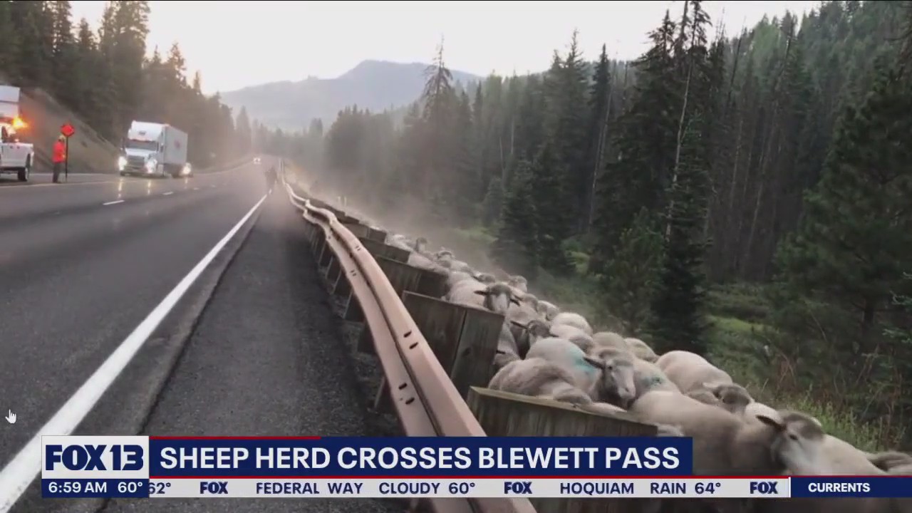 Sheep herd crosses Blewett Pass