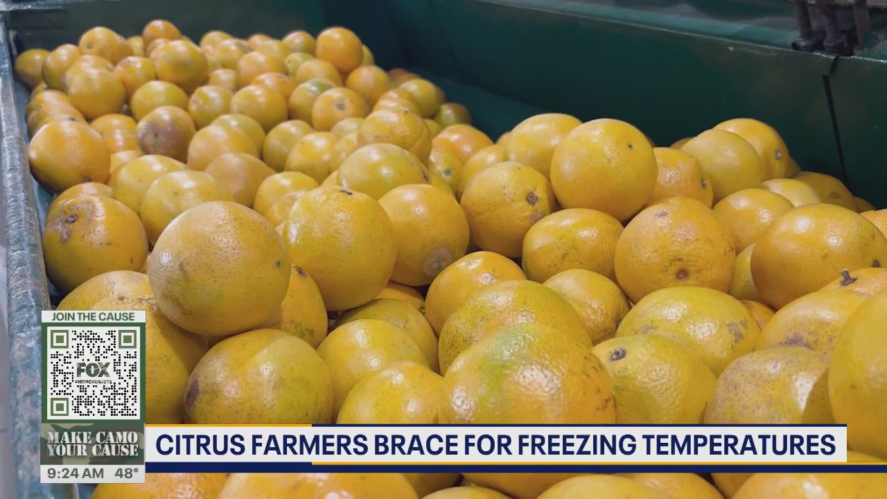 Citrus farmers brace for freezing temperatures