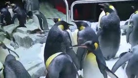 See the emperor penguins at SeaWorld Orlando