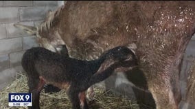 Rare twin donkeys born at Minnesota farm