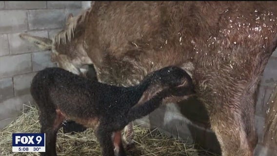 Rare twin donkeys born at Minnesota farm