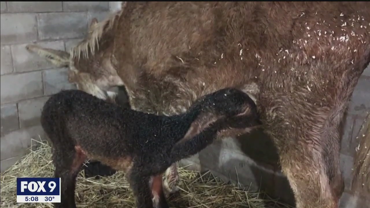 Rare twin donkeys born at Minnesota farm