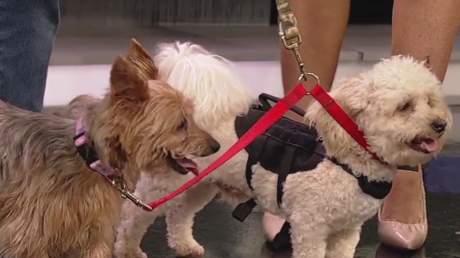 Rescue dogs that need a good home