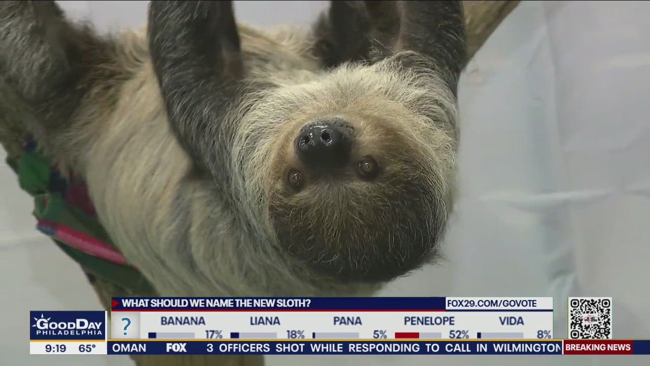 Elmwood Park Zoo to name new baby sloth | FOX 29 Philadelphia