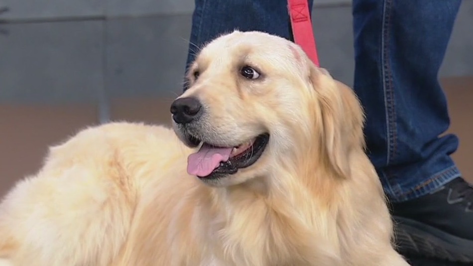 Meet Milo, Otis, and Oscar: Our Pets of the Day