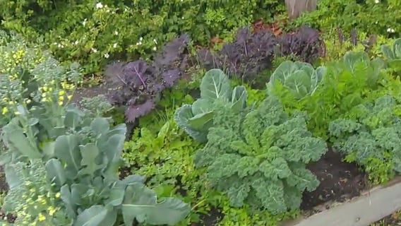 Planting some potatoes and onions