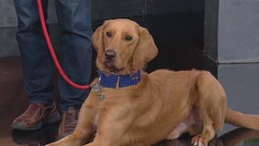 Meet Tater: Our Pet of the Day