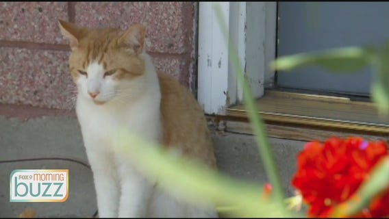 Are cats happier outside? An animal behaviorist takes on the furry debate