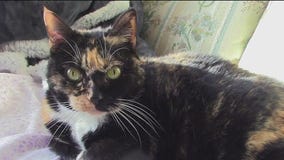 Meet Sassy: Our Pet of the Day