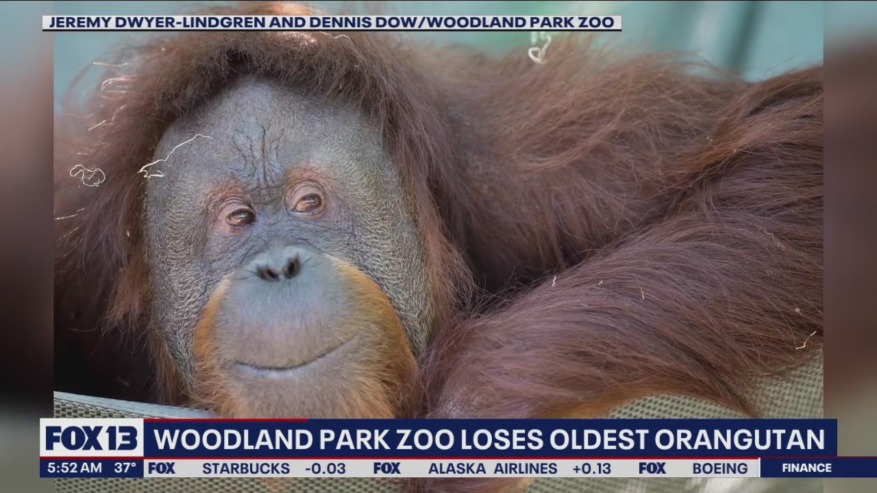 Woodland Park Zoo loses oldest orangutan
