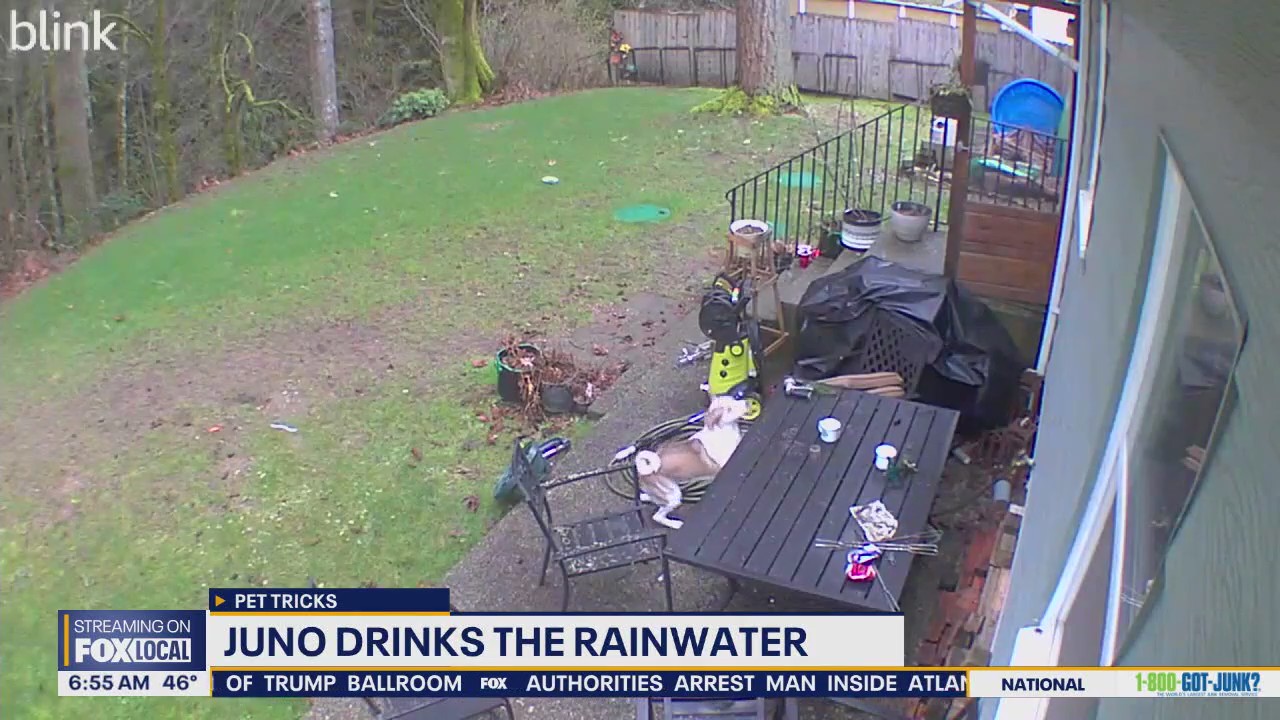 Pet Tricks for Tuesday, October 21