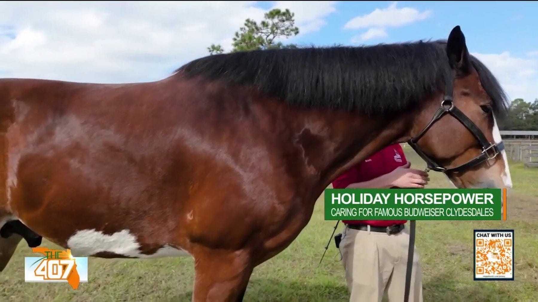 The Budweiser Clydesdales prepare for 2025 holiday parades                                                                                                                                                                                                                    