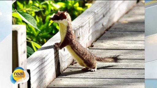 Real Milwaukee | May 26, 2025