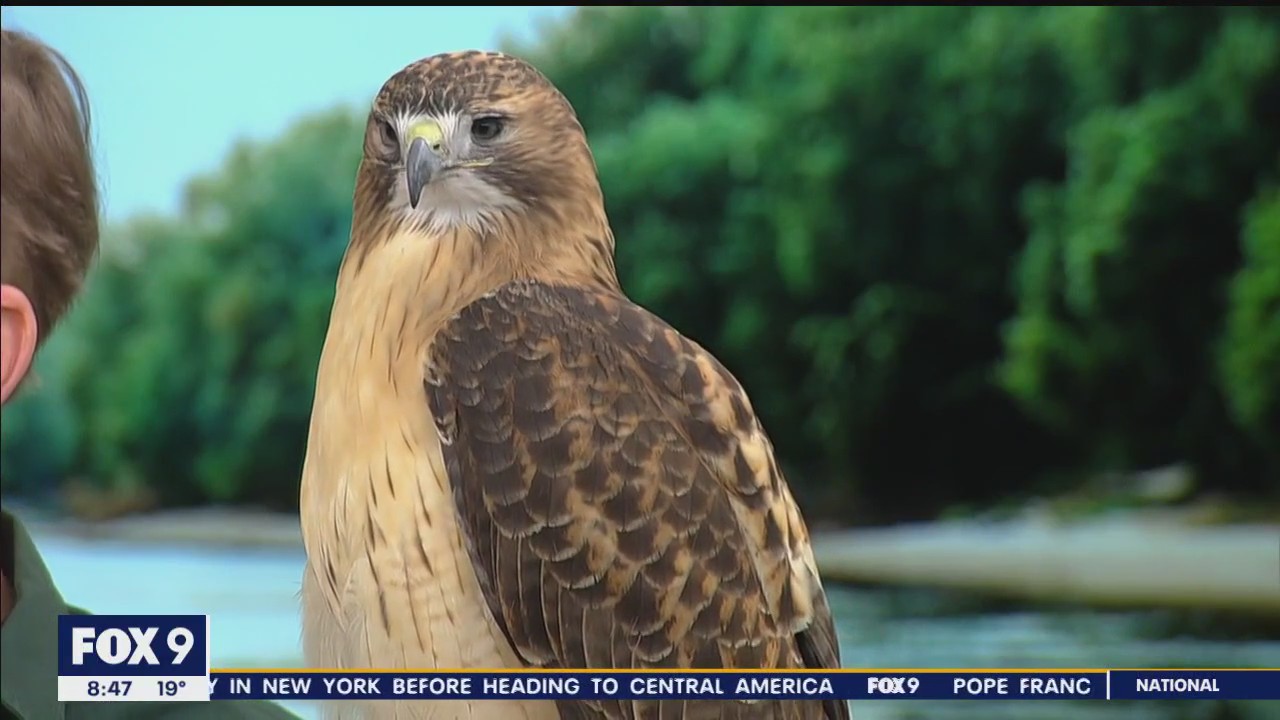 What to do if you find an injured bird this spring