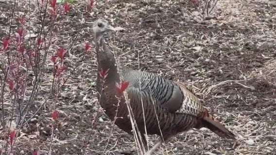 Roosevelt Island wild turkey charms New Yorkers