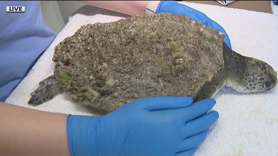 Marine Science Center helps sea turtle