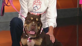 Meet Squish, Good Day Atlanta's pet of the day