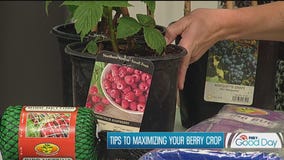 Digging in on delicious berries