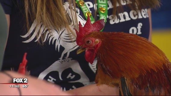 Poultry Show at Michigan State Fair