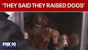 71 dogs rescued from 'deplorable conditions' in Arizona