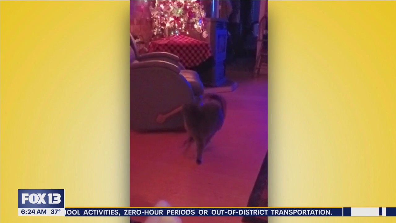 Pet Tricks for Monday, February 26