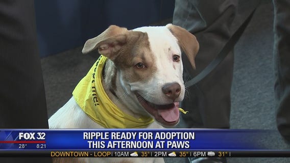 Mike's Perfect Pets: Ripple