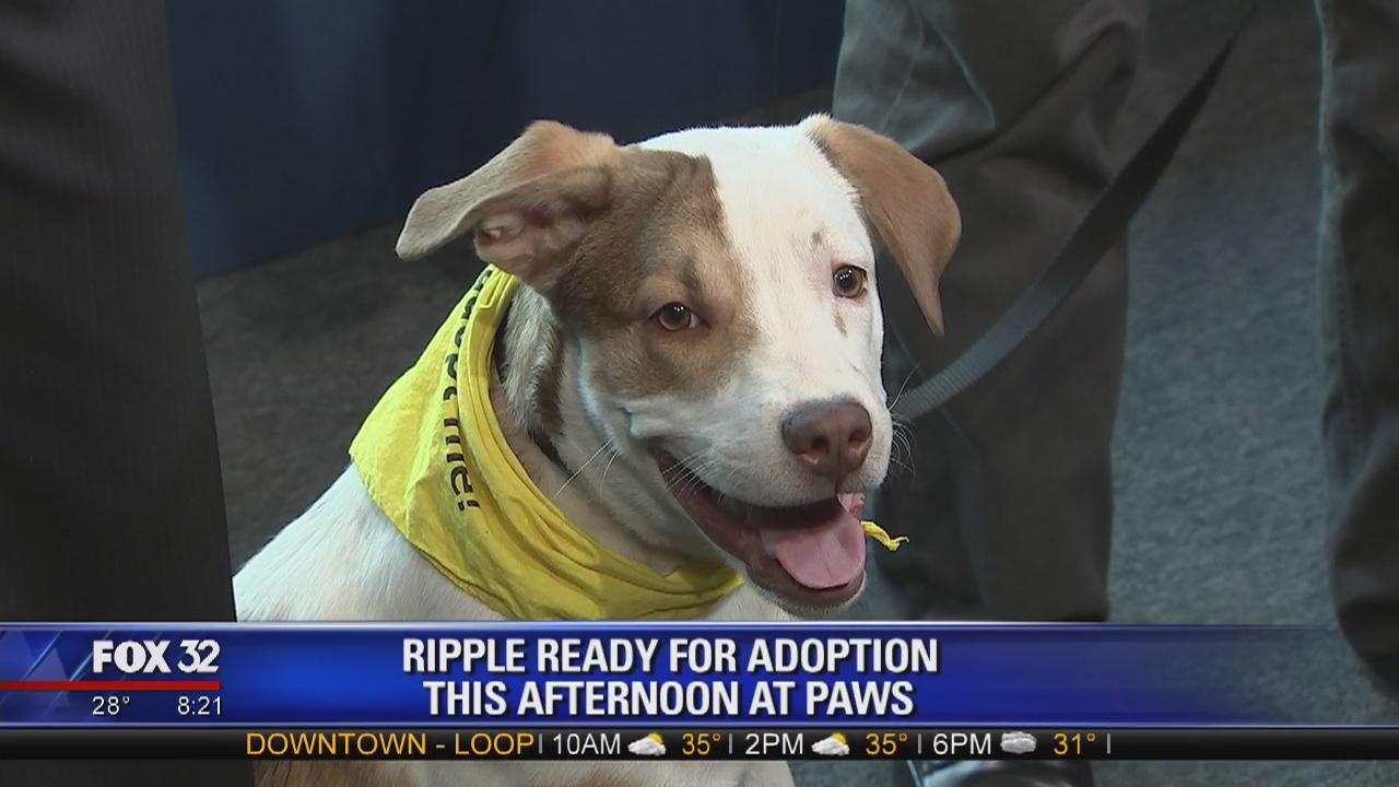 Mike's Perfect Pets: Ripple