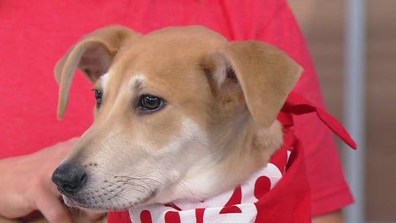 Meet Sampson: Our Pet of the Day