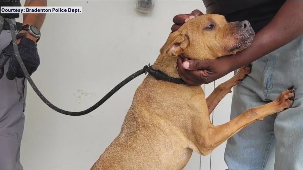 Dogs rescued in animal cruelty case recovering | FOX 13 Tampa Bay