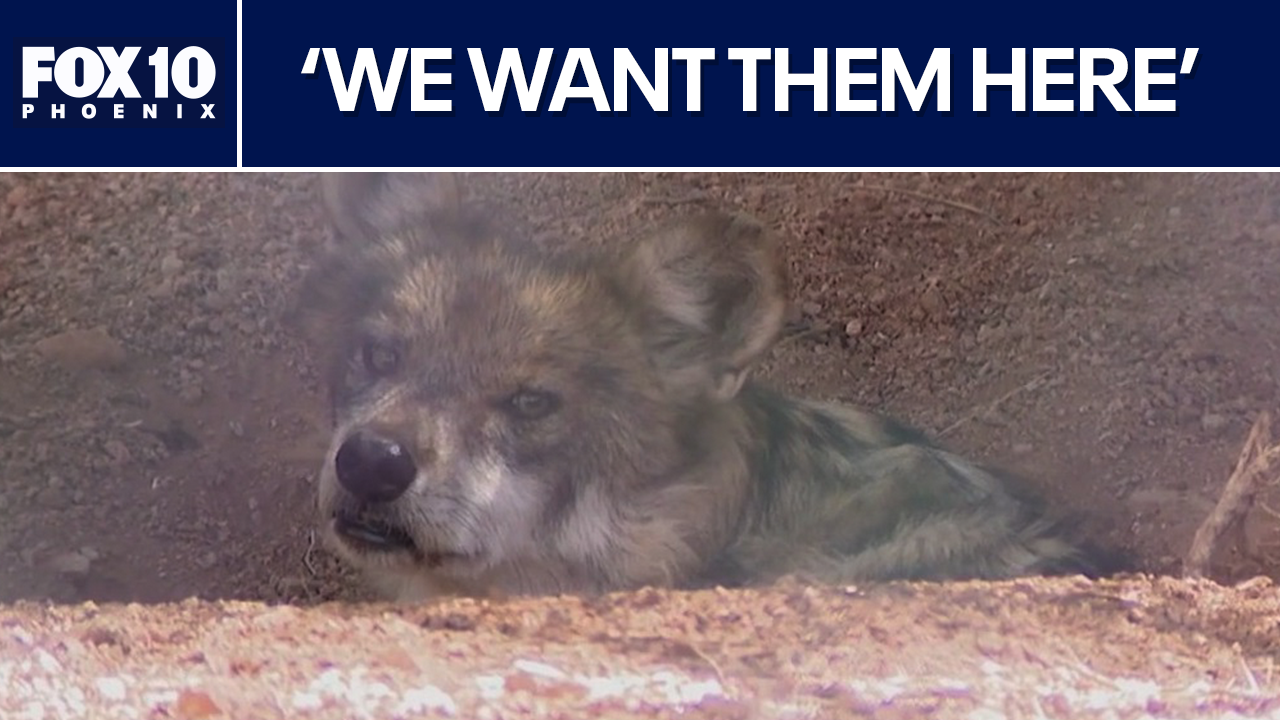 Progress over politics: Finding middle ground on wolf recovery