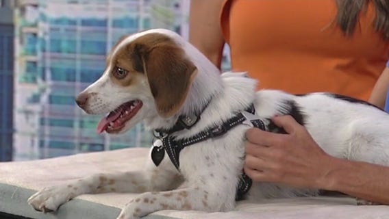 Meet Frogger: Our Pet of the Day