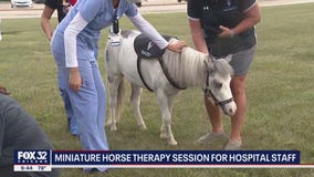 Mini-horses surprise hospital staff in Melrose Park