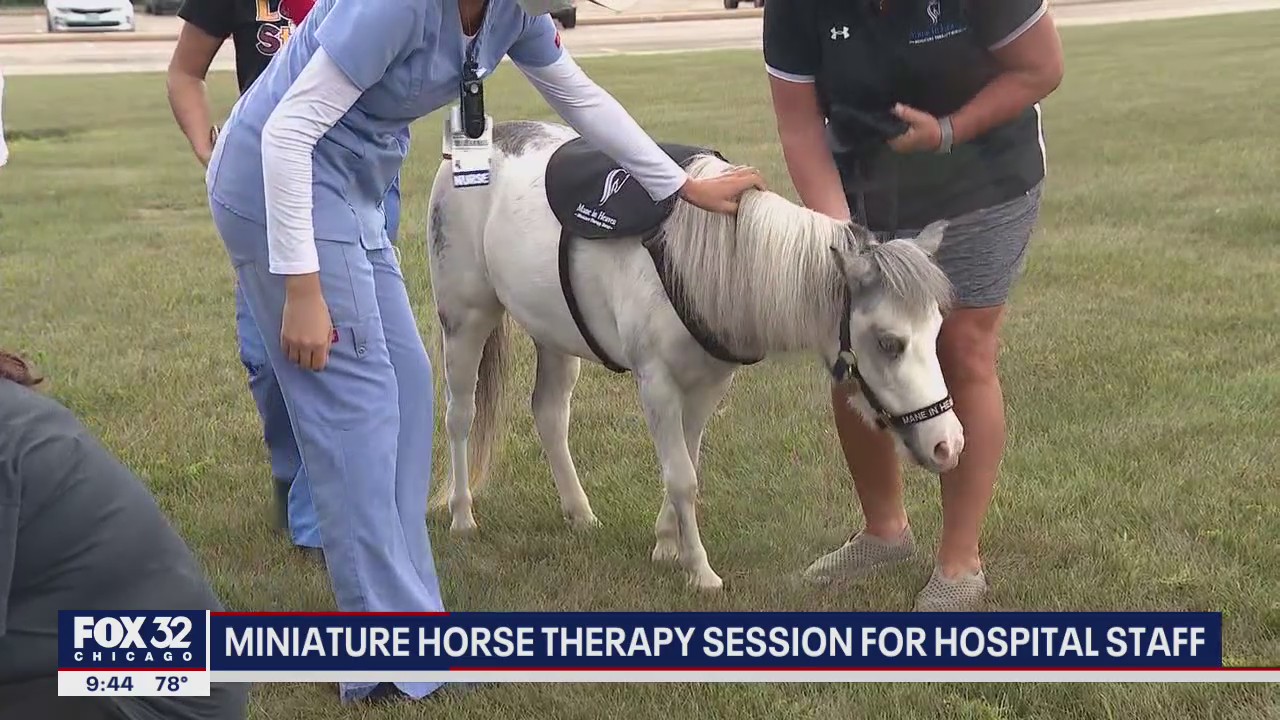 Mini-horses surprise hospital staff in Melrose Park