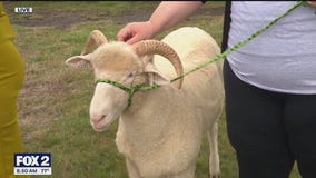 Bowers School Farm welcomes endangered Dorset sheep