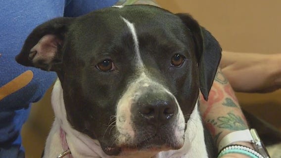 Pet of the Weekend: Putter