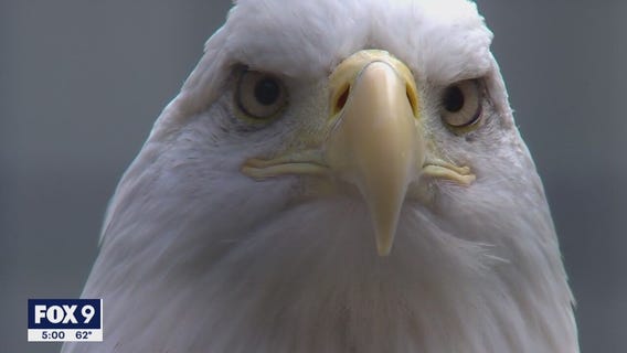 Wildlife rehab center encourages people to bring in sick birds