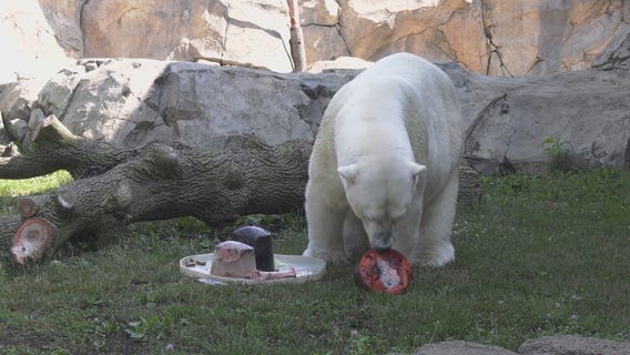 Brookfield Zoo animals receive 4th of July treats