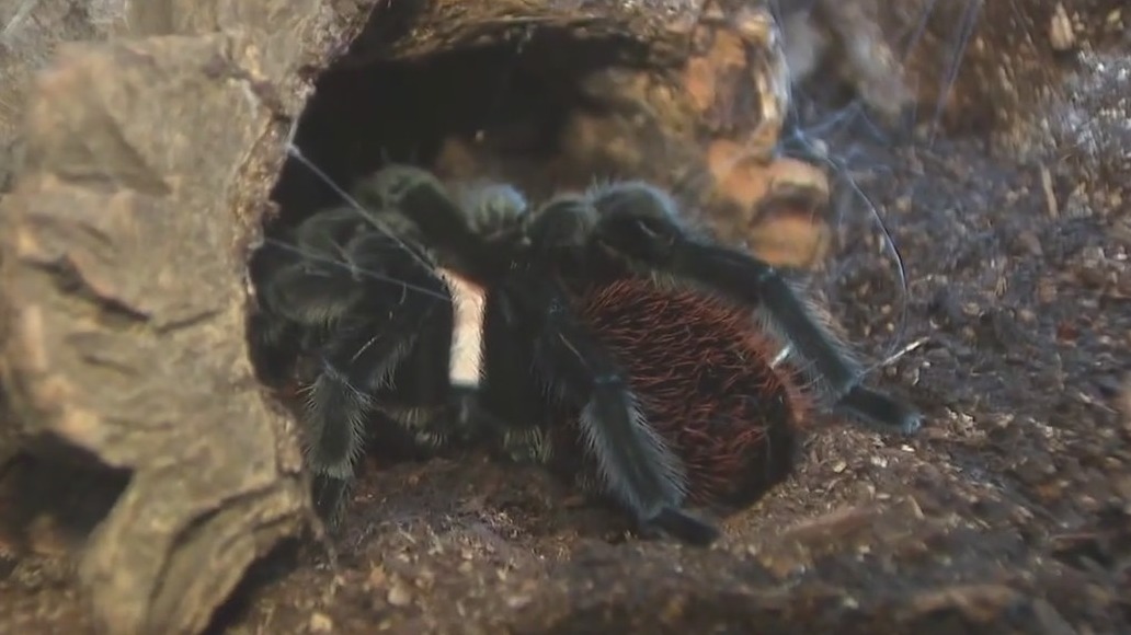 'Spiders' take over Fernbank Museum