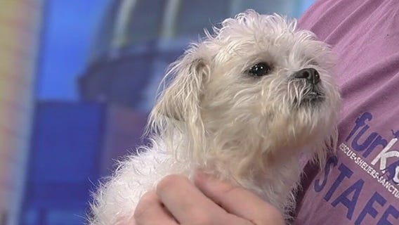 Meet Lucy: Pet of the Day