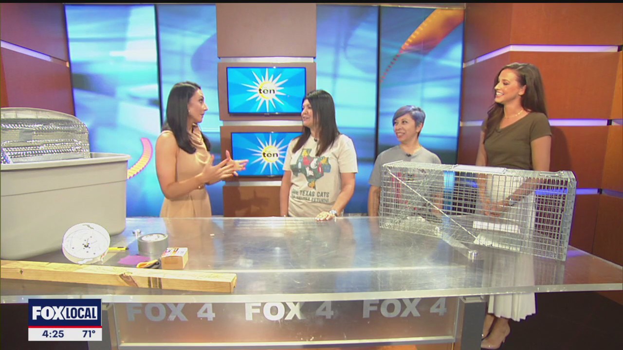 Grand Prairie offers free TNR services for cats