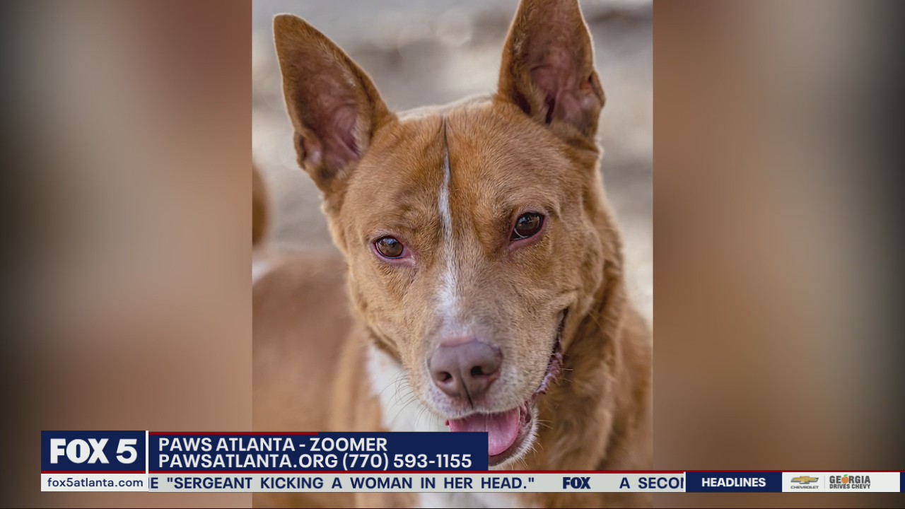 Pet of the Day from PAWS Atlanta